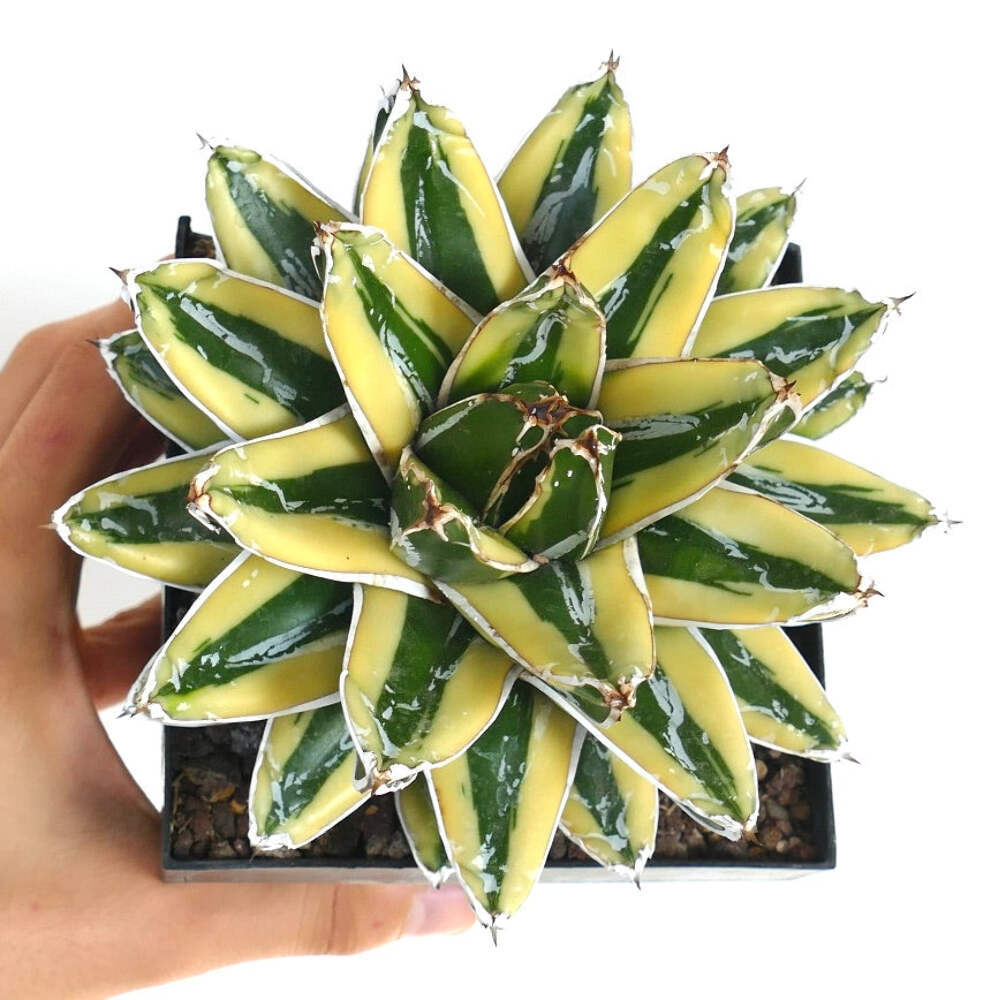 Agave victoriae-reginae cv KIZAN –