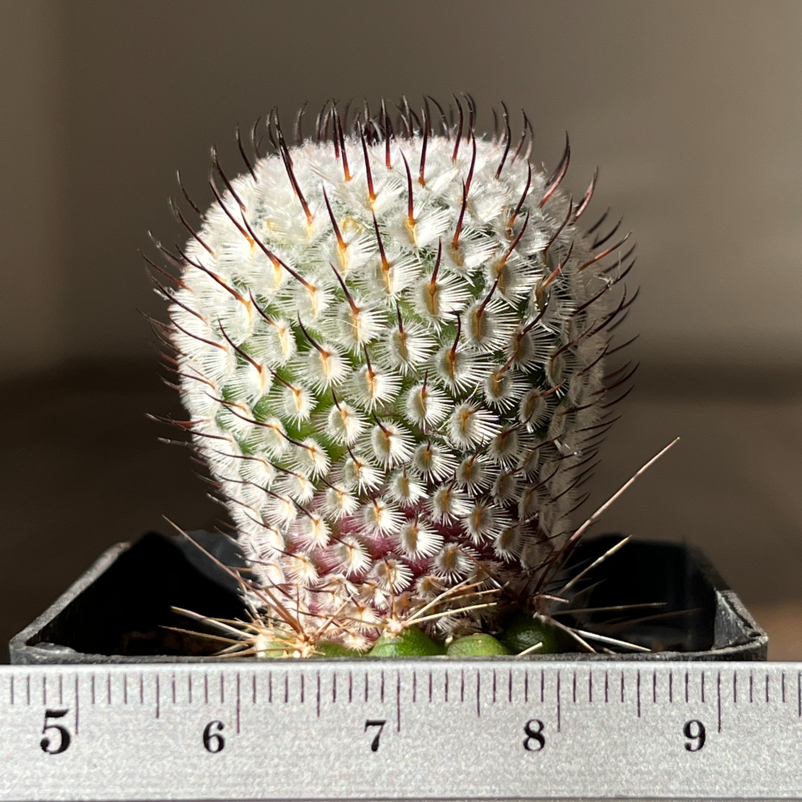 A13-737 Mammillaria andersoniana, grafted