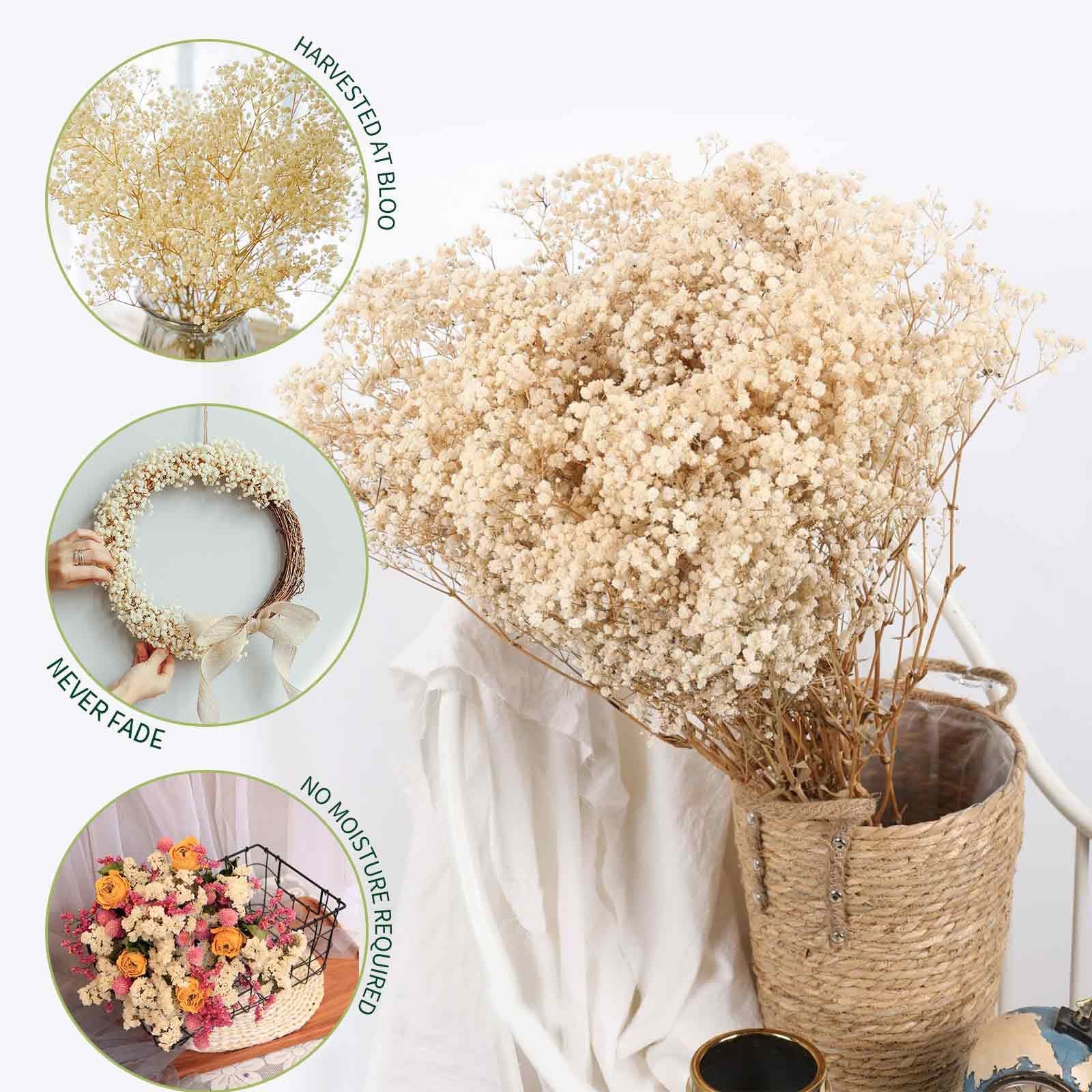 Dried Babys Breath Flowers Bouquet 17 Inch 5000+ Ivory White DIY Decor 6oz