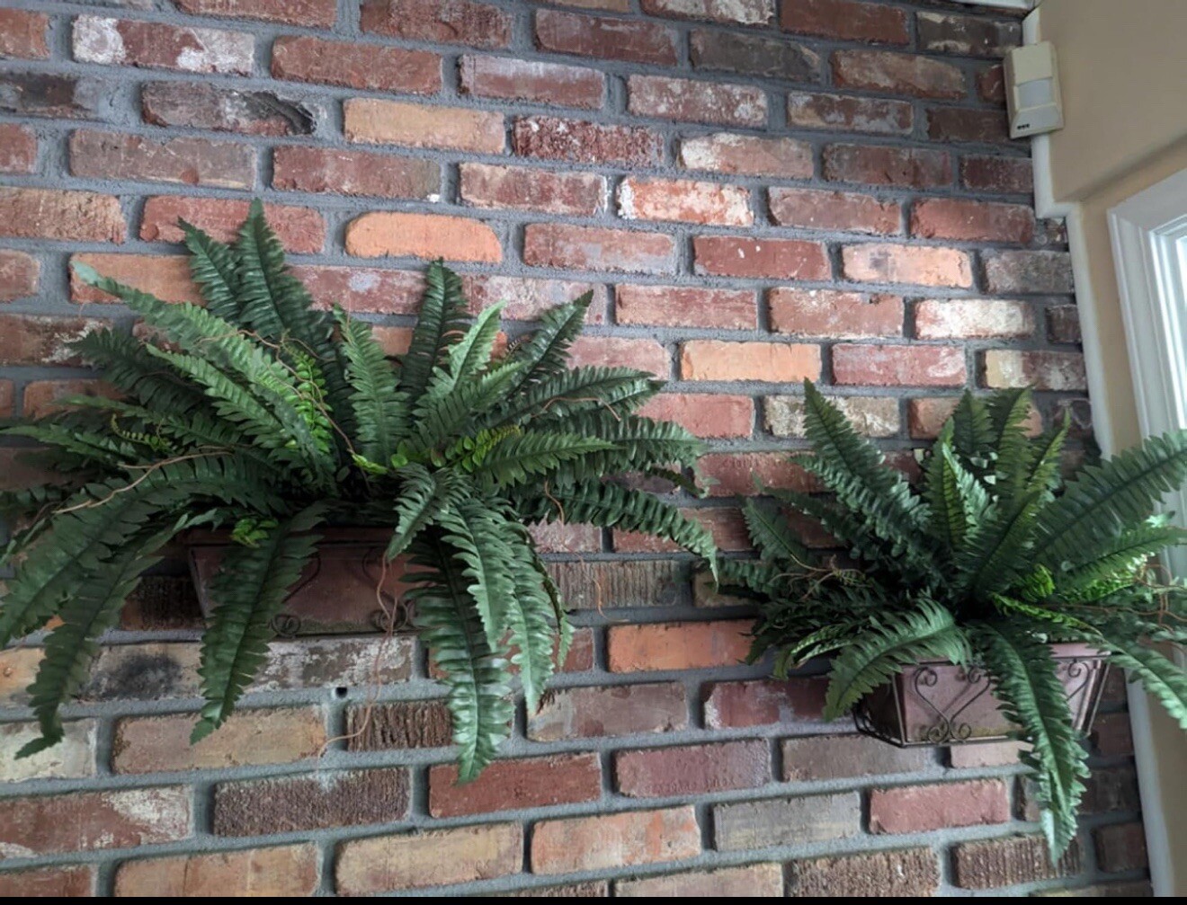 48″ Boston Fern Artificial Bush Plant Pack 2. Retail $103