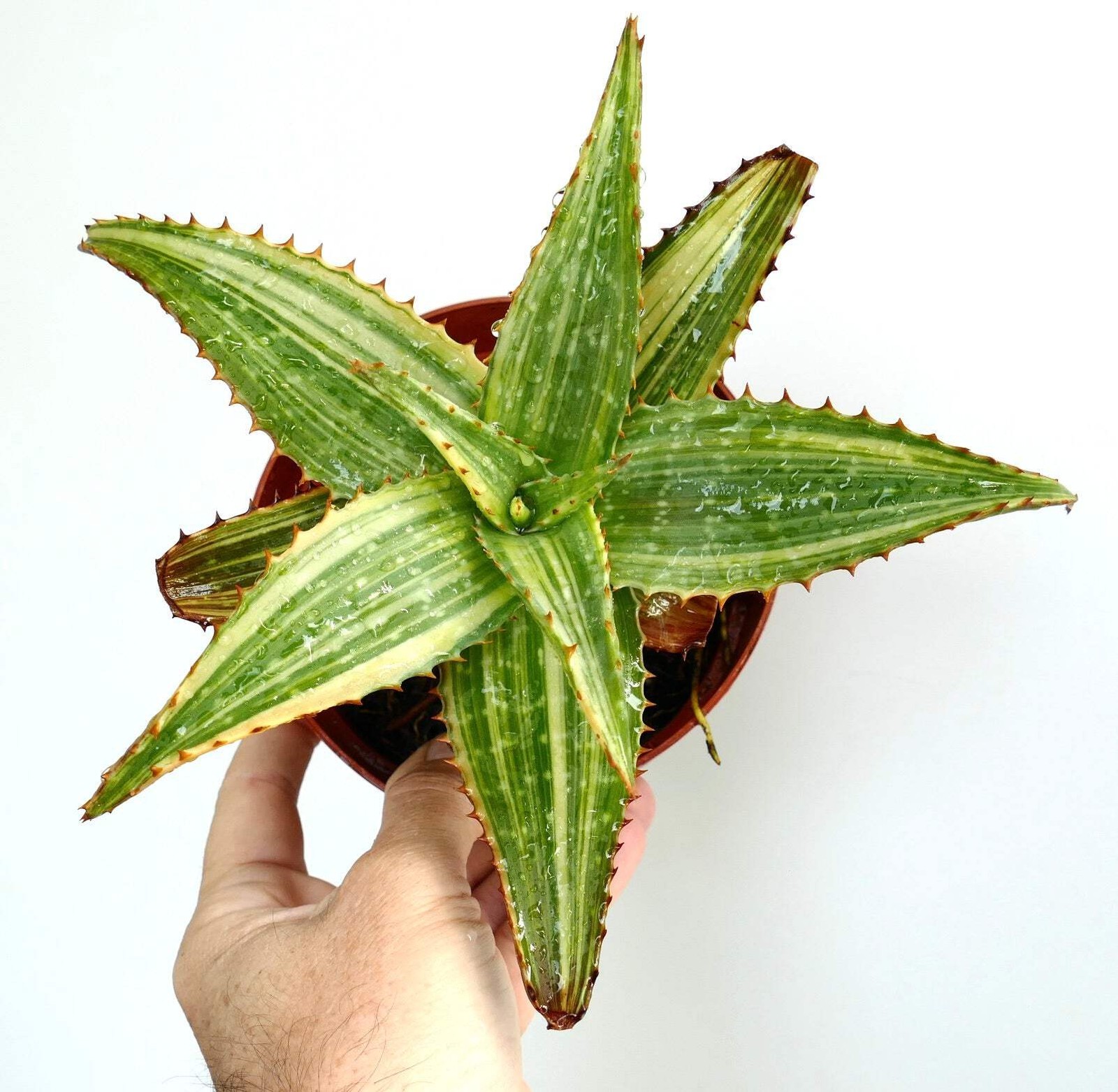 Aloe saponaria STRIATA VARIEGATED AB78 – NO haworthia gasteria agave