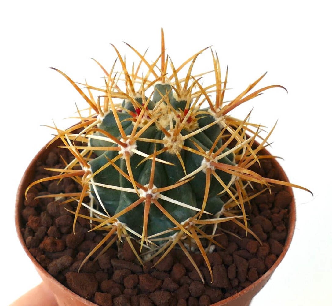 Ferocactus chrysacanthus DARK YELLOW SELECTED SPINES – Golden barrel cactus | So