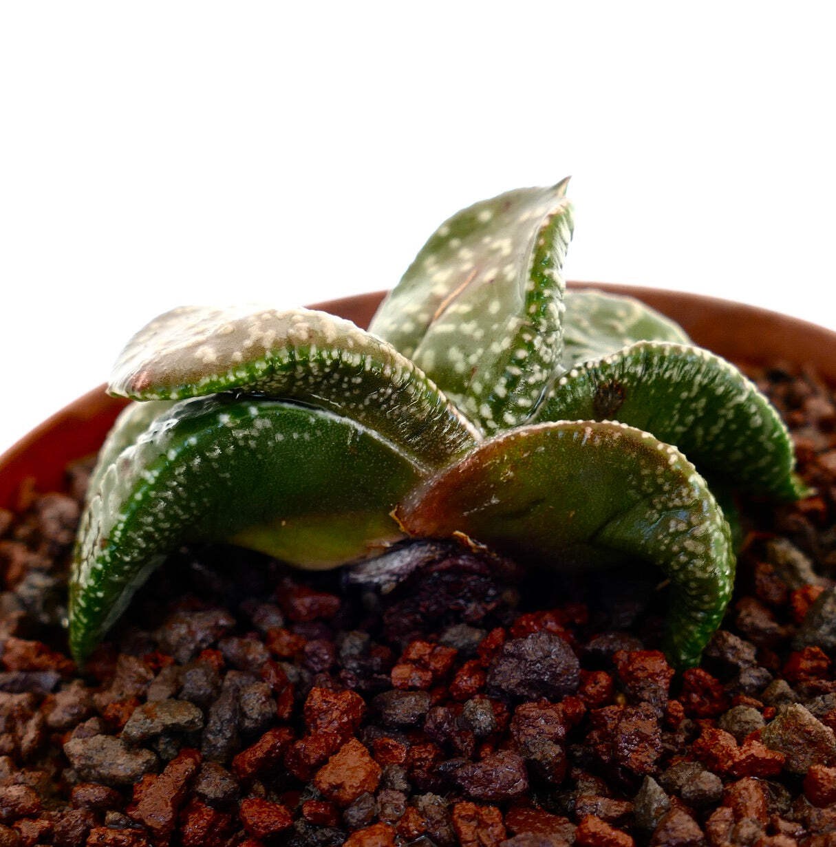 Gasteria armstrongii cv ‘White Pearl’ (FAT LEAVES) – Gasteria | Armstrong’s gast