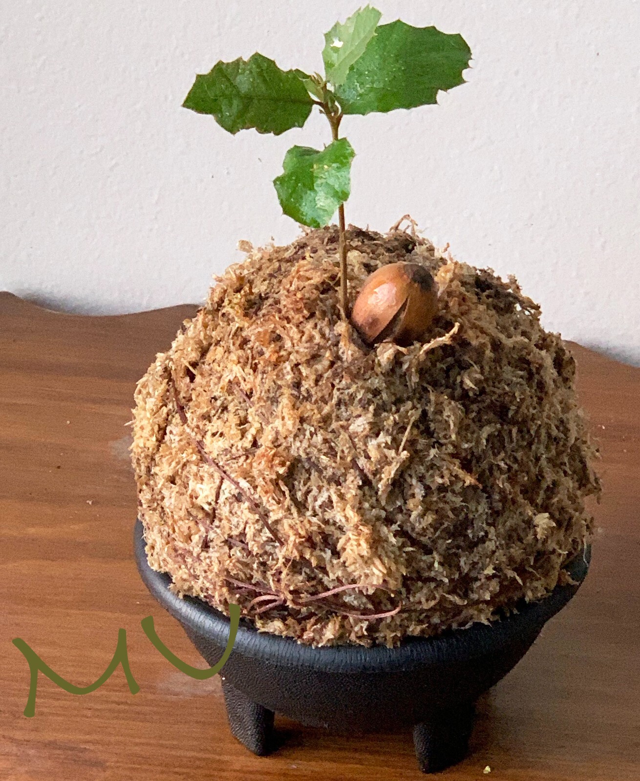 1 SMALL PALM SIZE BONSAI CALIFORNIA COASTAL LIVE OAK ACORN KOKEDAMA