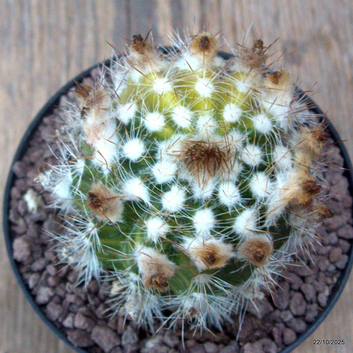 D7079 PARODIA ASAPOYANA VARIEGATED pot10-H8-W6,5 cm MaMa Cactus