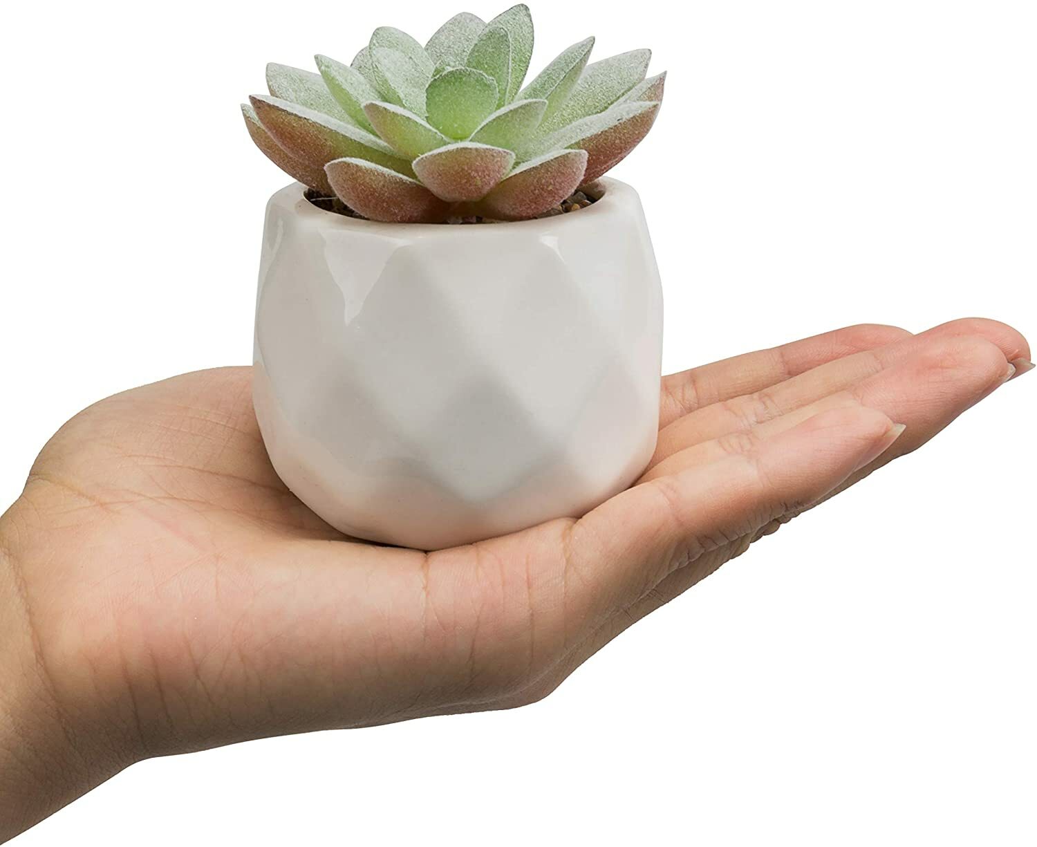 Mini Assorted Artificial Succulents in White Geometric Ceramic Pots, Set of 6
