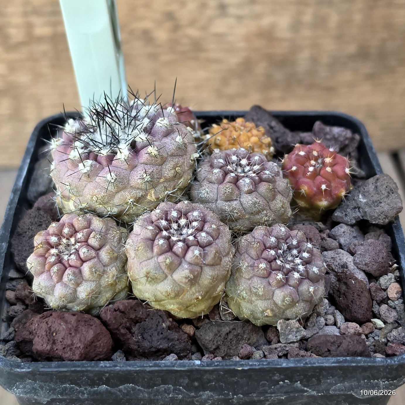 D3508 COPIAPOA CONTINUA pot10-H5-W9 cm MaMa Cactus