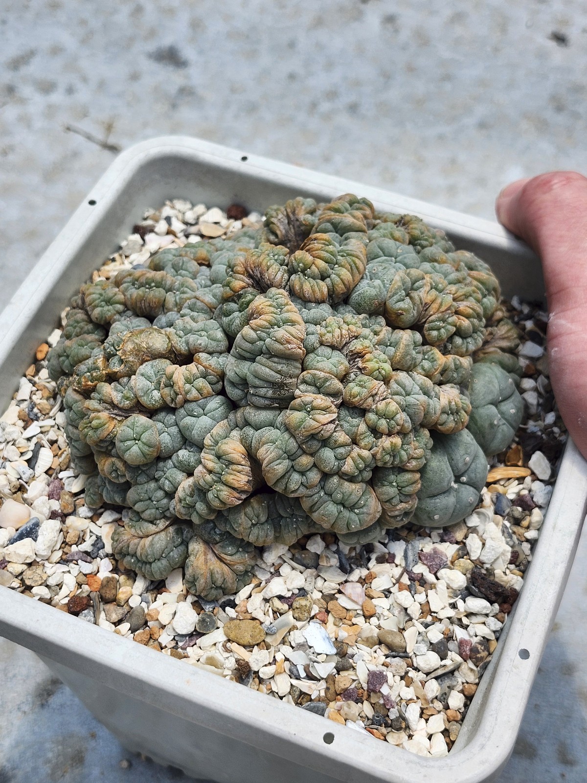 Large RARE crested cactus, self pollinating, shown in 6″ pot