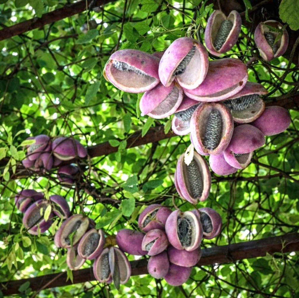 Akebia quinata 50-110cm | Chocolate vine | Five-leaf akebia – Chocolate vine | F