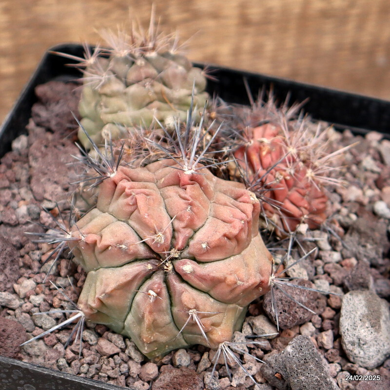 D3781 GYMNOCALYCIUM PAEDIOPHILUM pot14-H7-W13 cm MaMa cactus