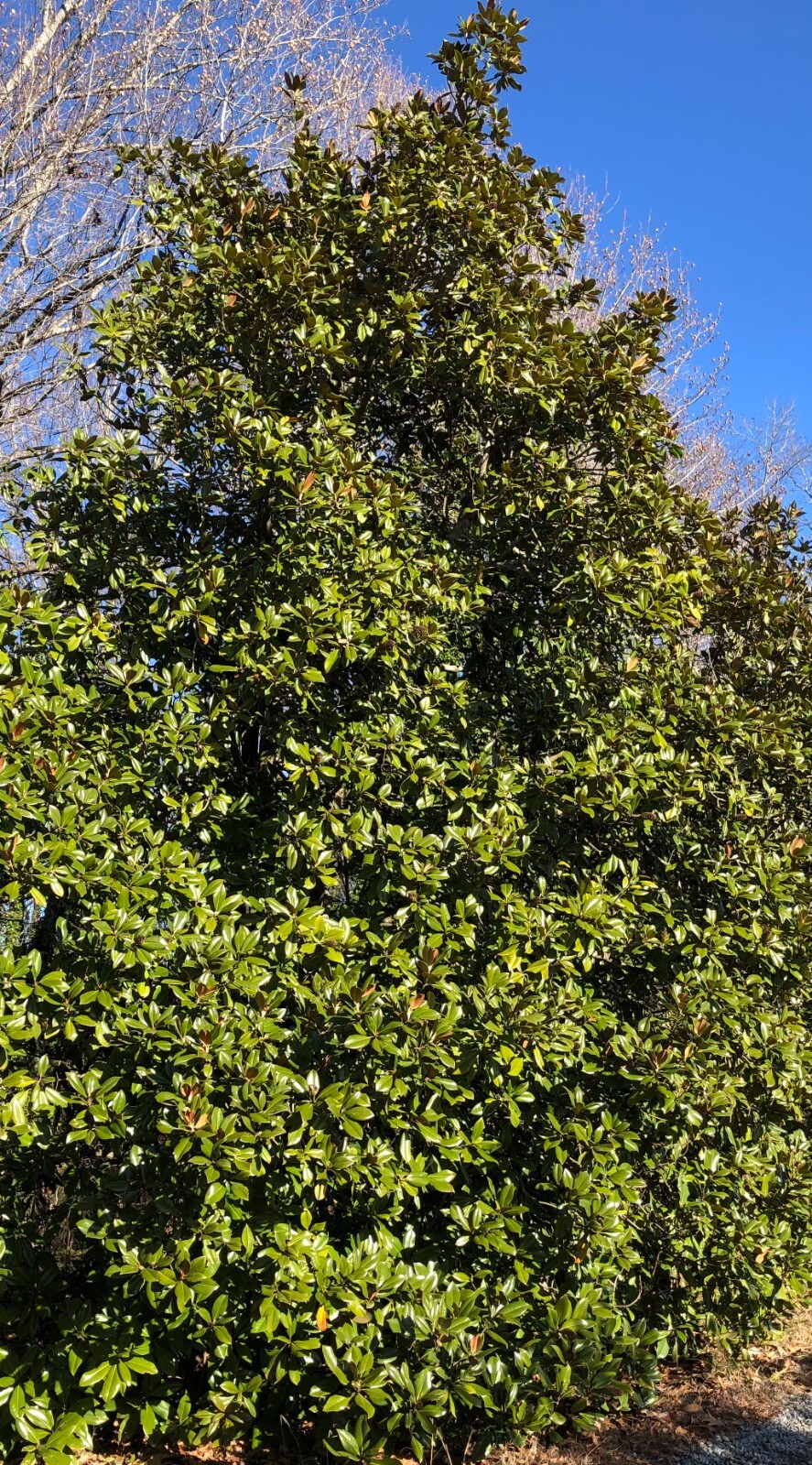 Fresh Magnolia Leaves for Wedding Decor, Table Centerpiece, Wreaths