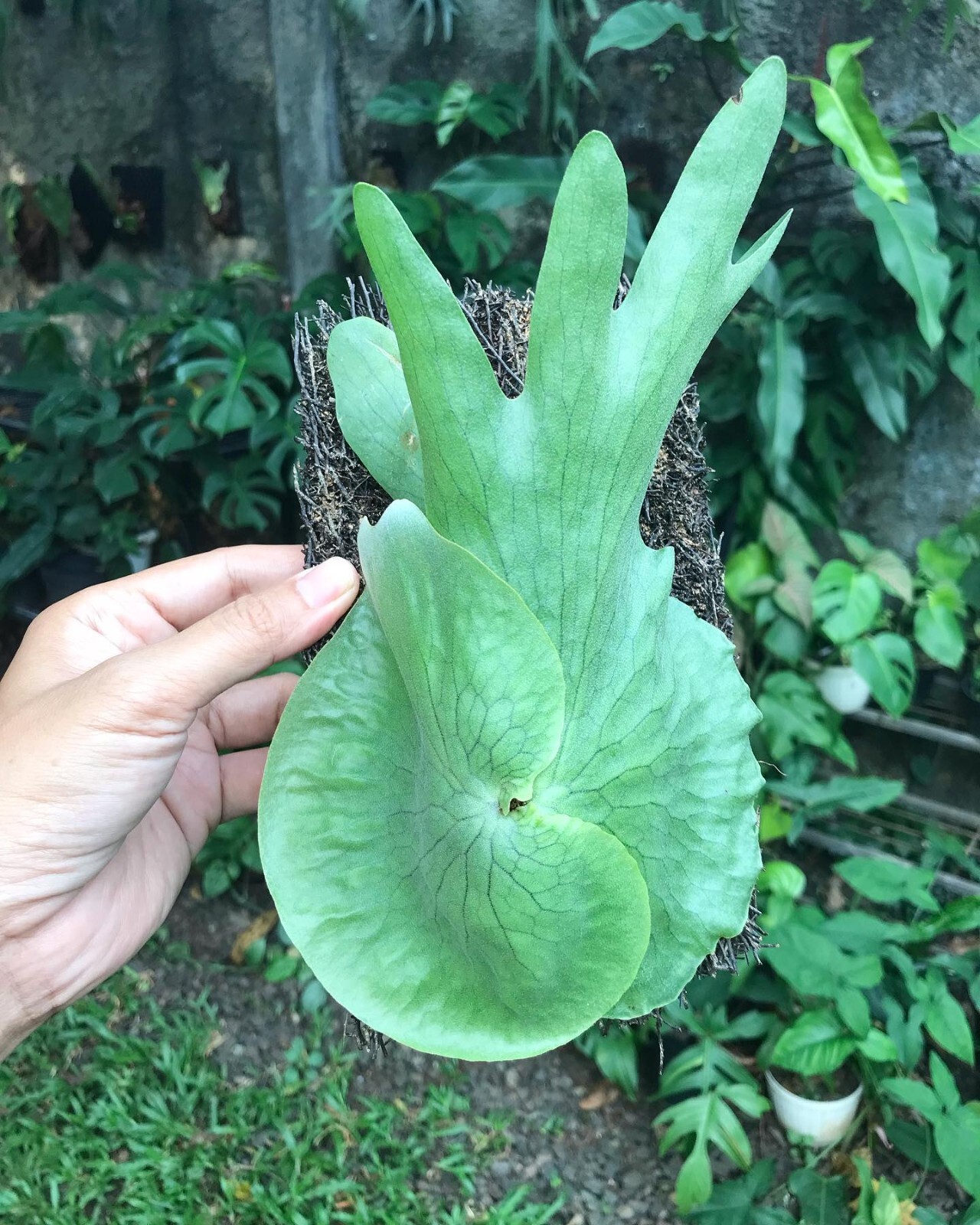 Platycerium Wandae papua sp + Phytosanitary Cert