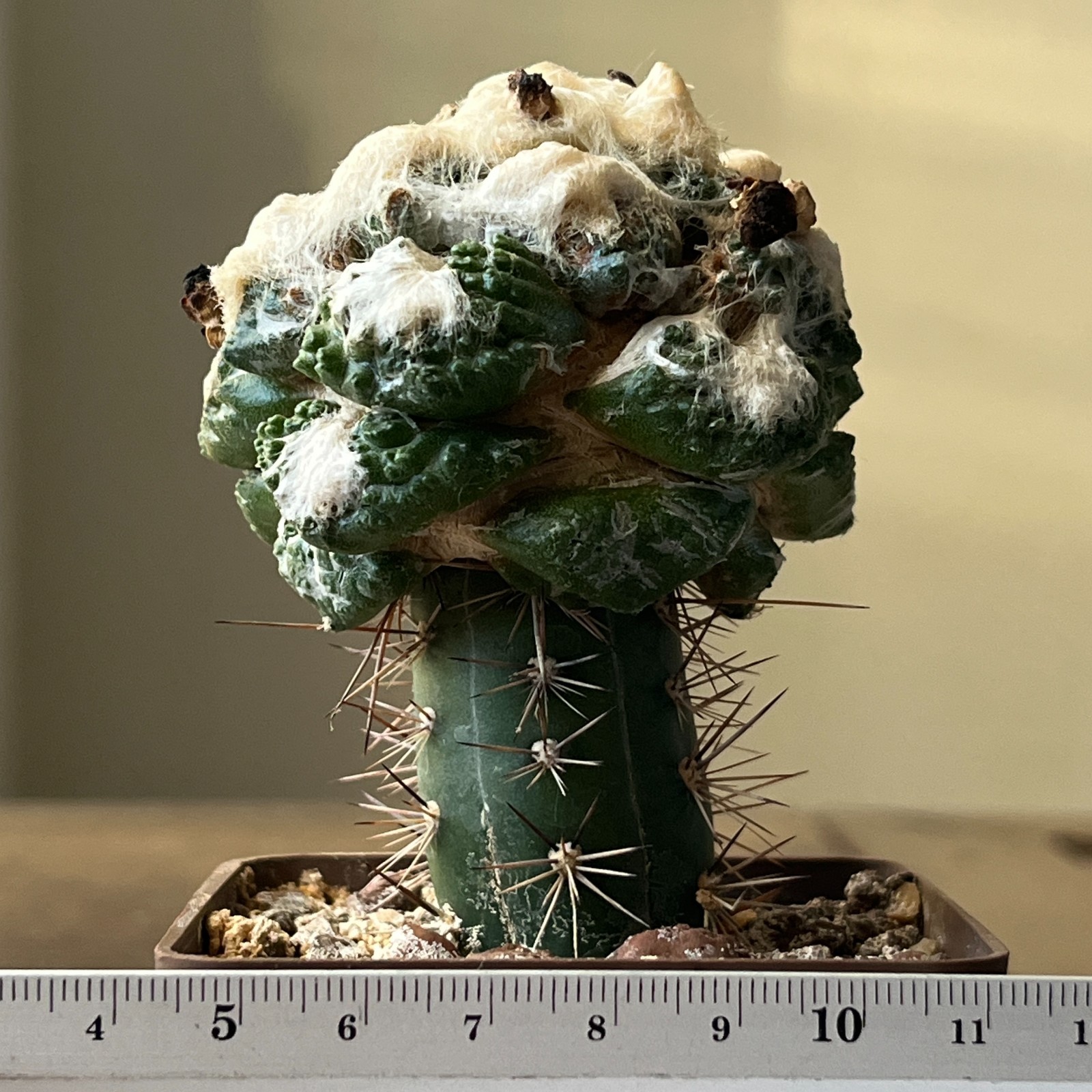 A52-1402 Cactus hybrid (fiss. x trigon), grafted