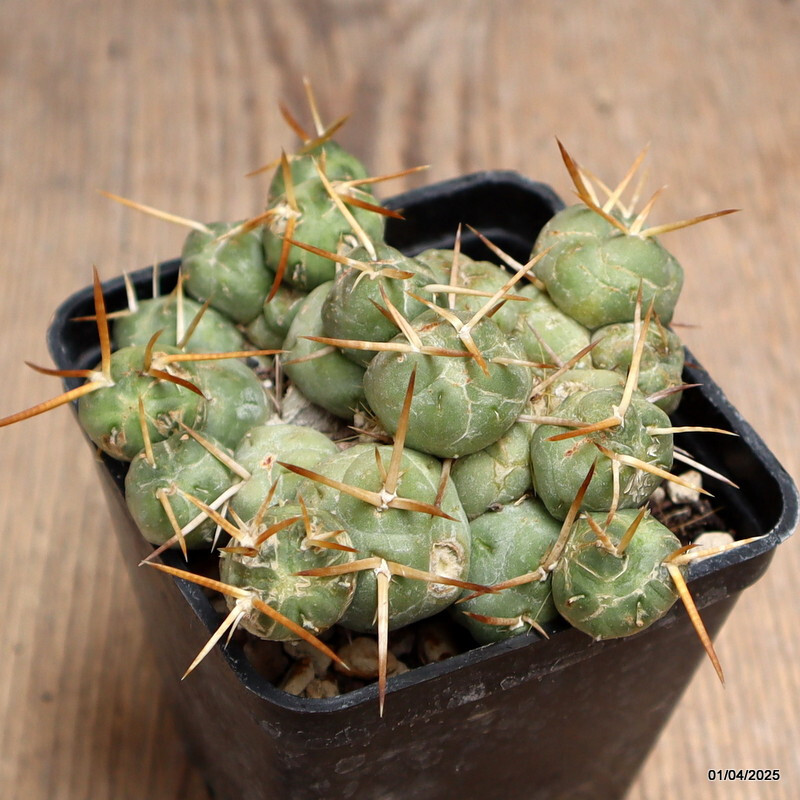 D910 PUNA INCAHUASII pot7-H5-W9 cm MaMa Cactus