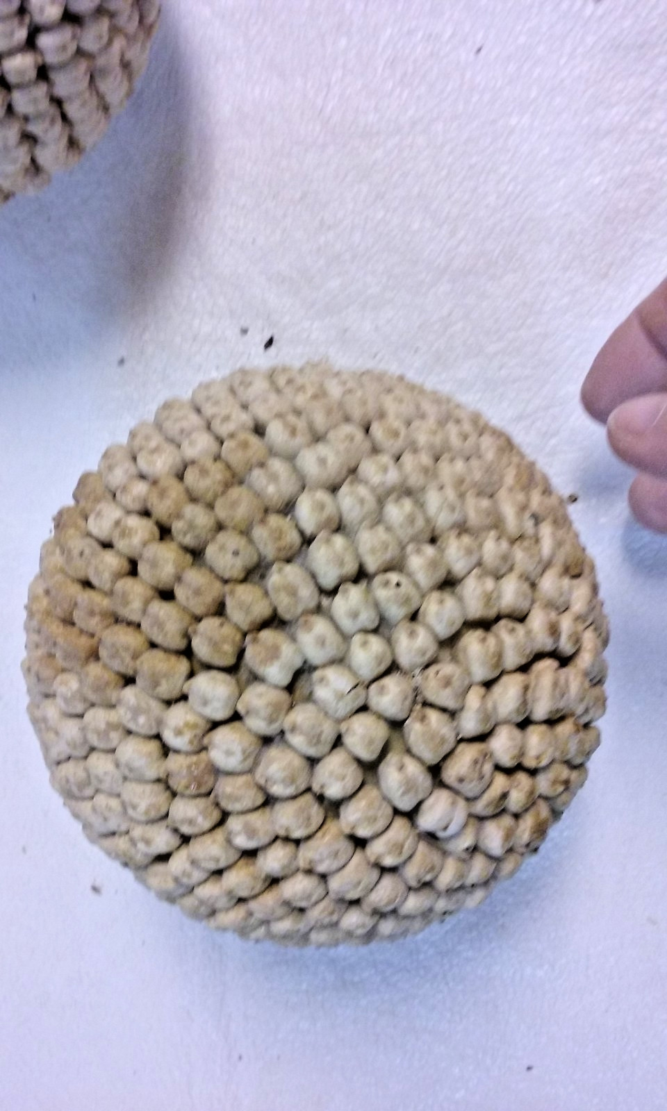 3 White Bean Seed Mosaic Decorative Ball Ornaments 5″ to 6″ wide