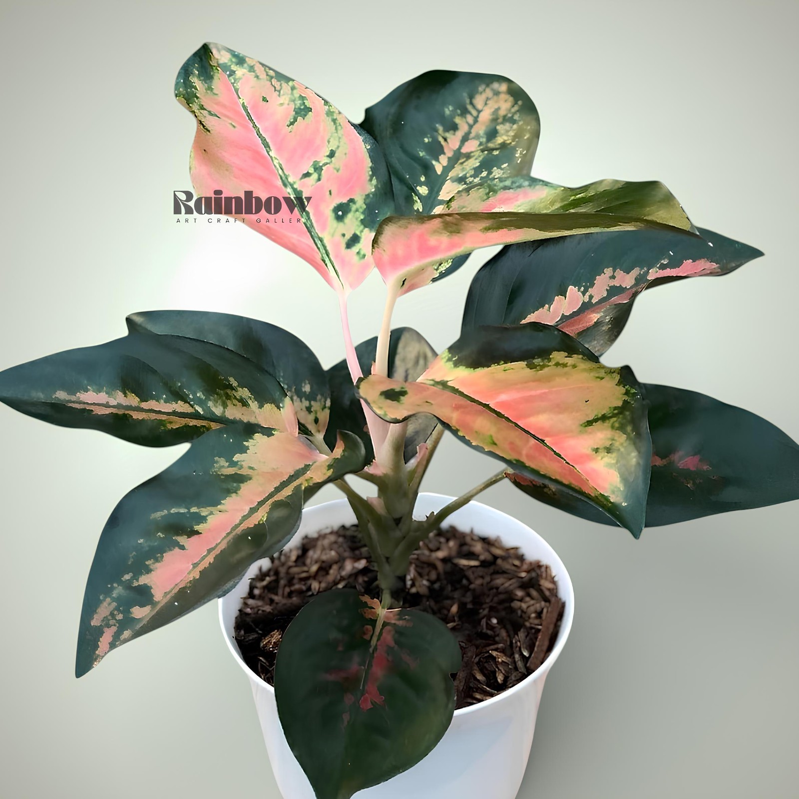 Aglaonema Kochin Tembaga Ornamental Plant