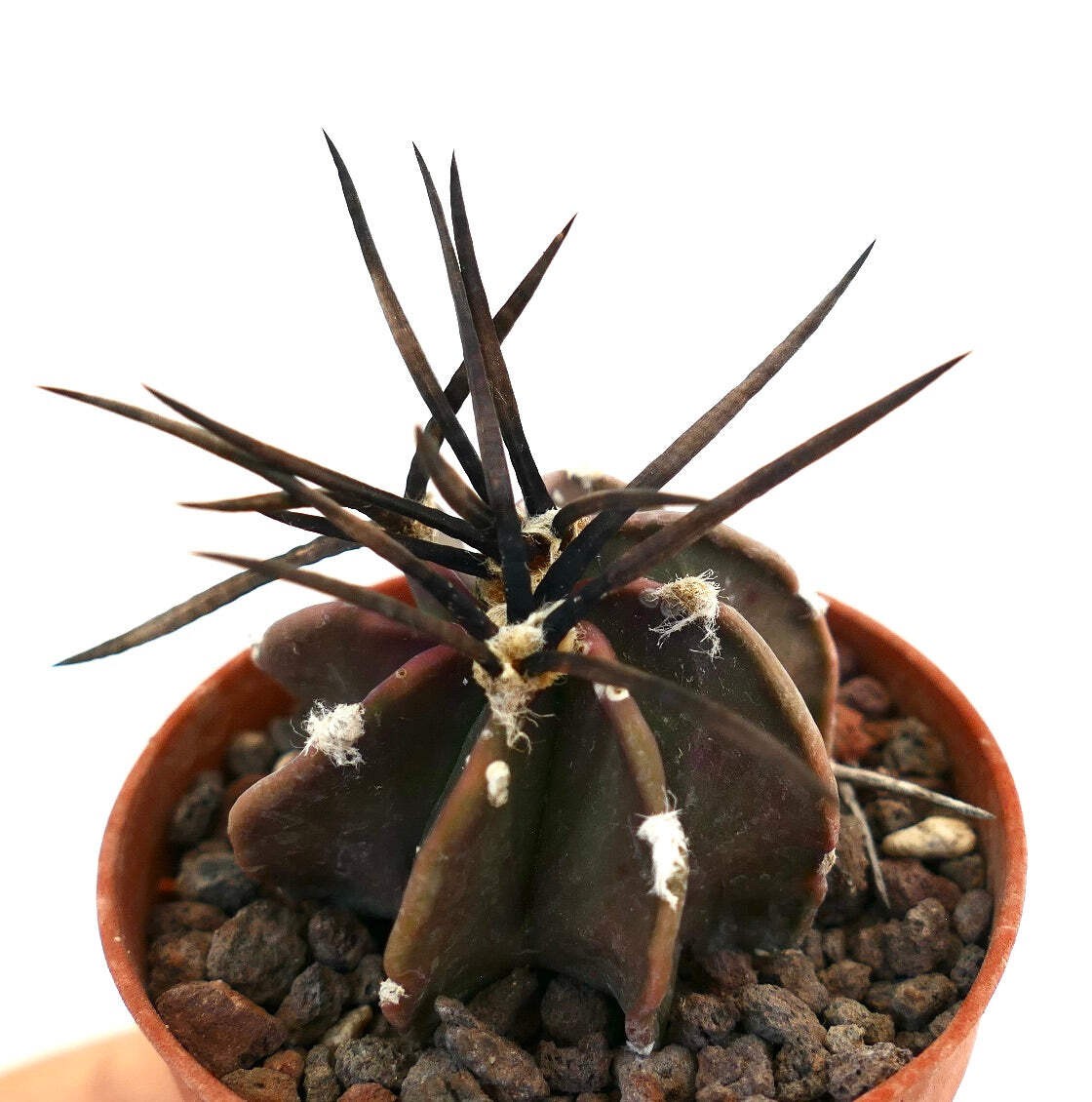 Astrophytum capricorne nudum cv SUPER BUFFALO – Goat’s horn cactus | Astrophytum