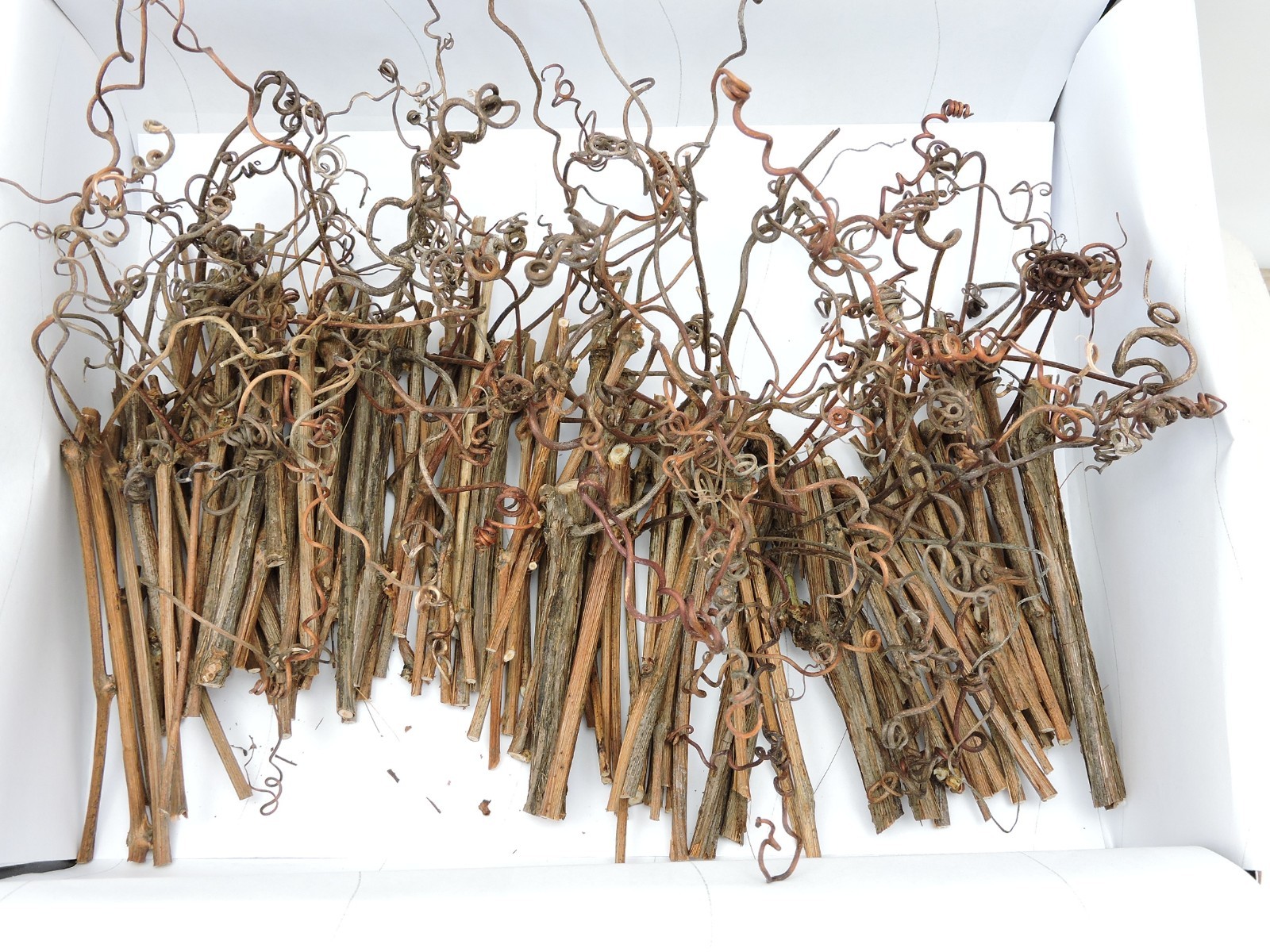 100 Grapevine Stick w/Tendrils Skinny Stem Flora Decor Craft 1/16~3/16″D 3~4″L