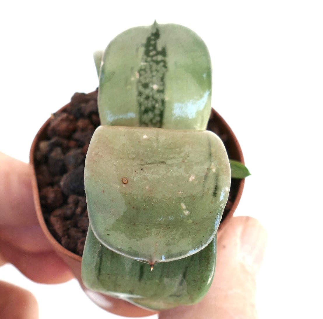 Gasteria armstrongii cv ‘Ginsya-Kodakara’ – Ox tongue | Cow’s tongue