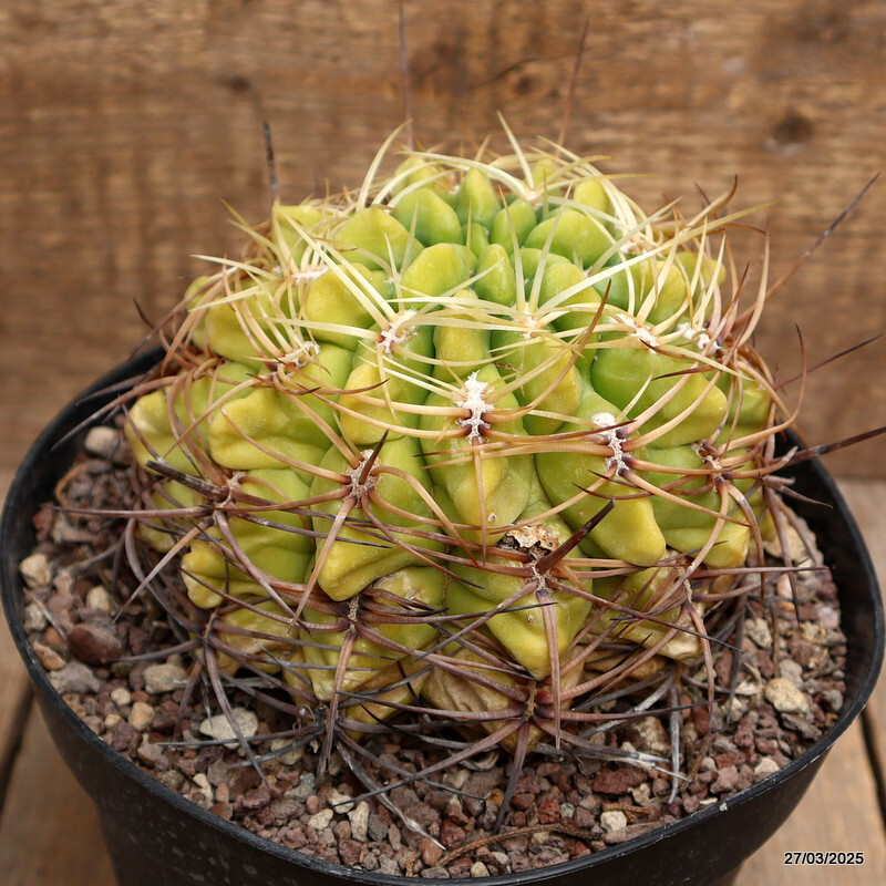 A9984 GYMNOCALYCIUM MULTIFLORUM pot18-H11-W14 cm MaMa Cactus