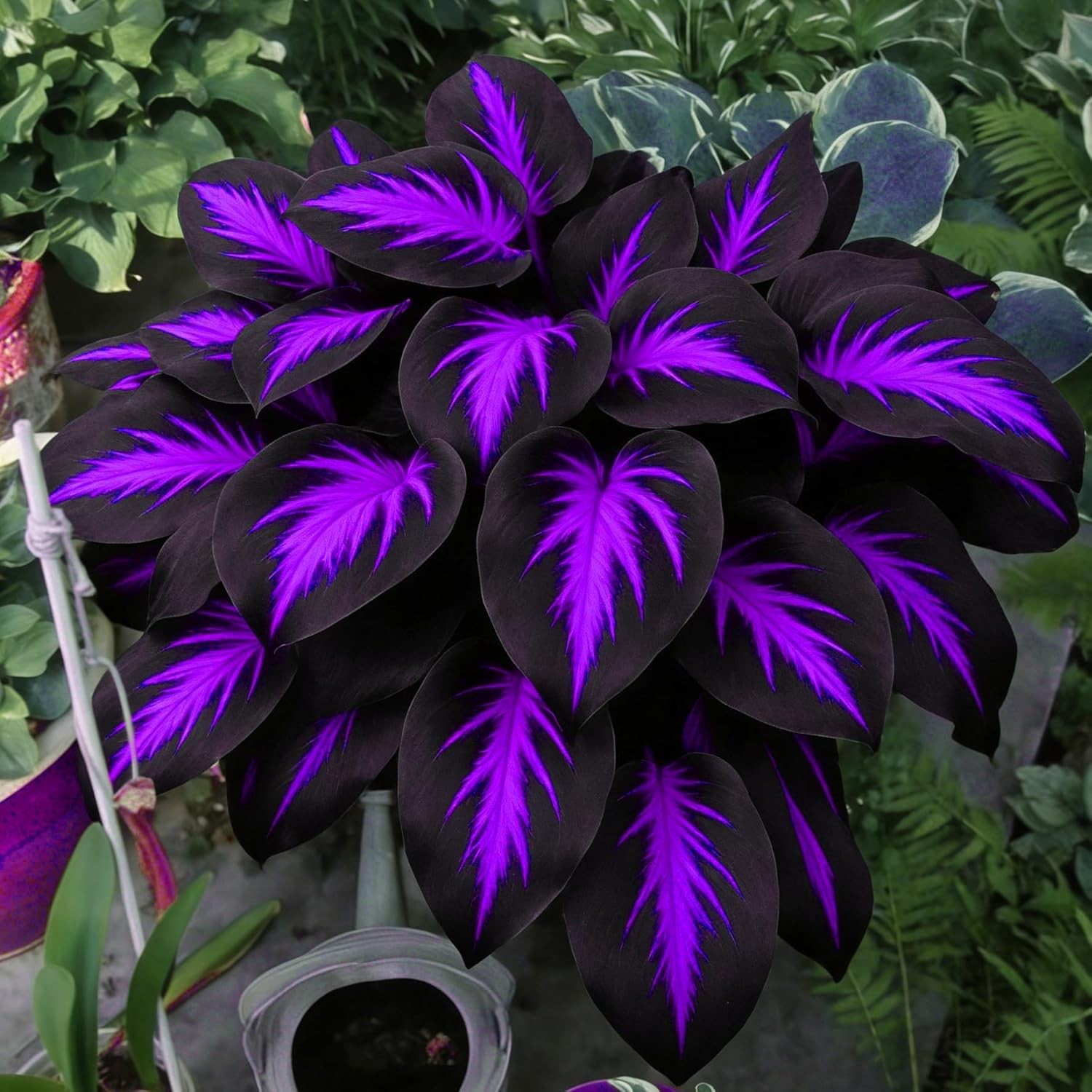 Hosta Seeds for Planting, 290+pcs Rare Perennial Hosta Flower Seeds Plants, Non-