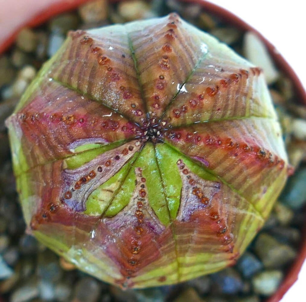 Euphorbia obesa GREEN PINK – Baseball plant | Ball euphorbia