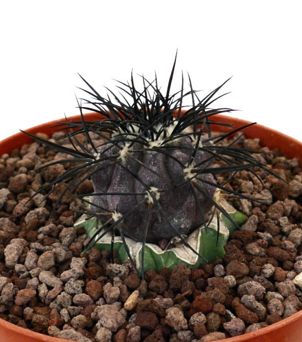Copiapoa griseoviolace VERY STRONG SPINES GRAFTED – Gray Copiapoa | Purple Copia