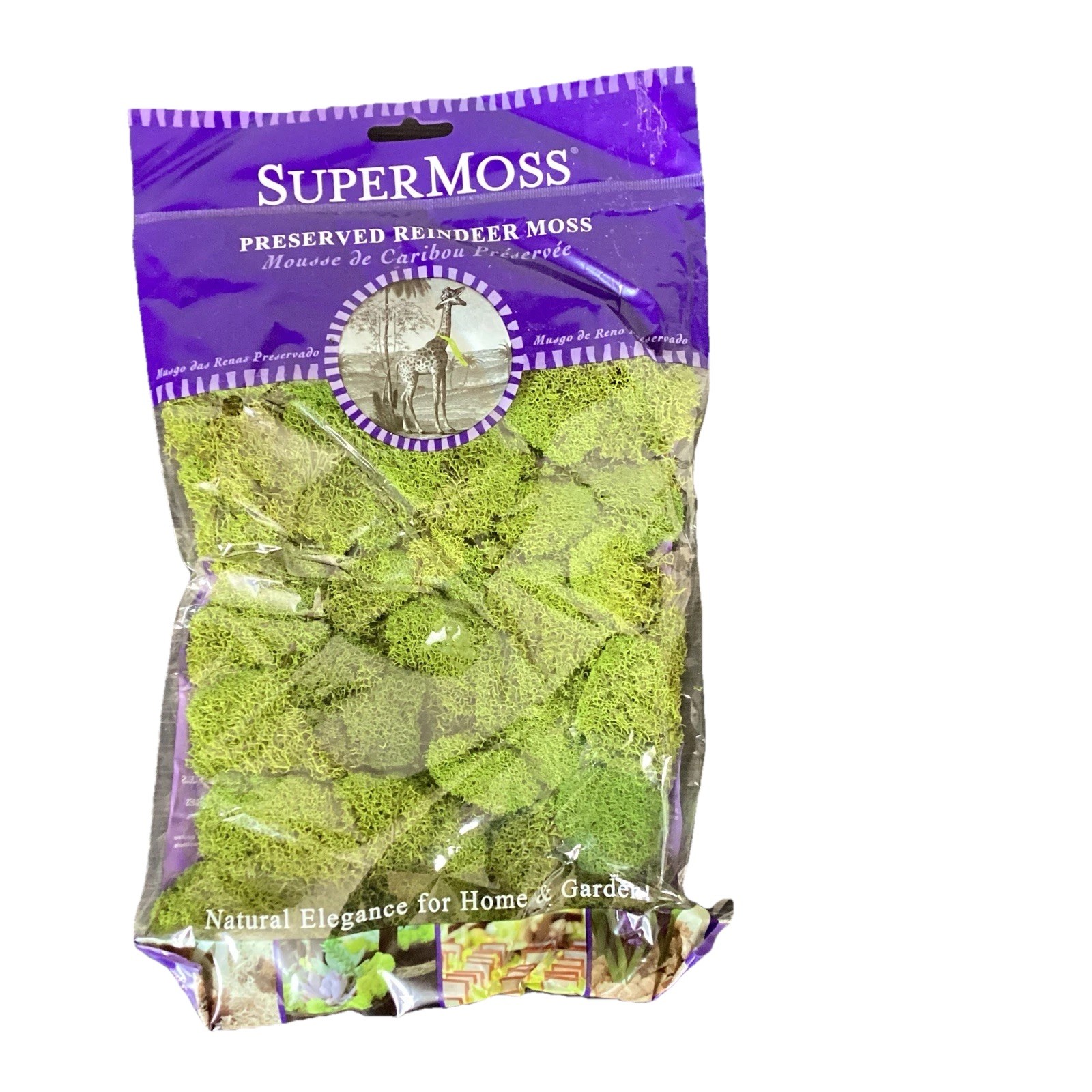 Moss Green Preserved Reindeer Moss Terrarium Floral Arrangement Fairy Garden