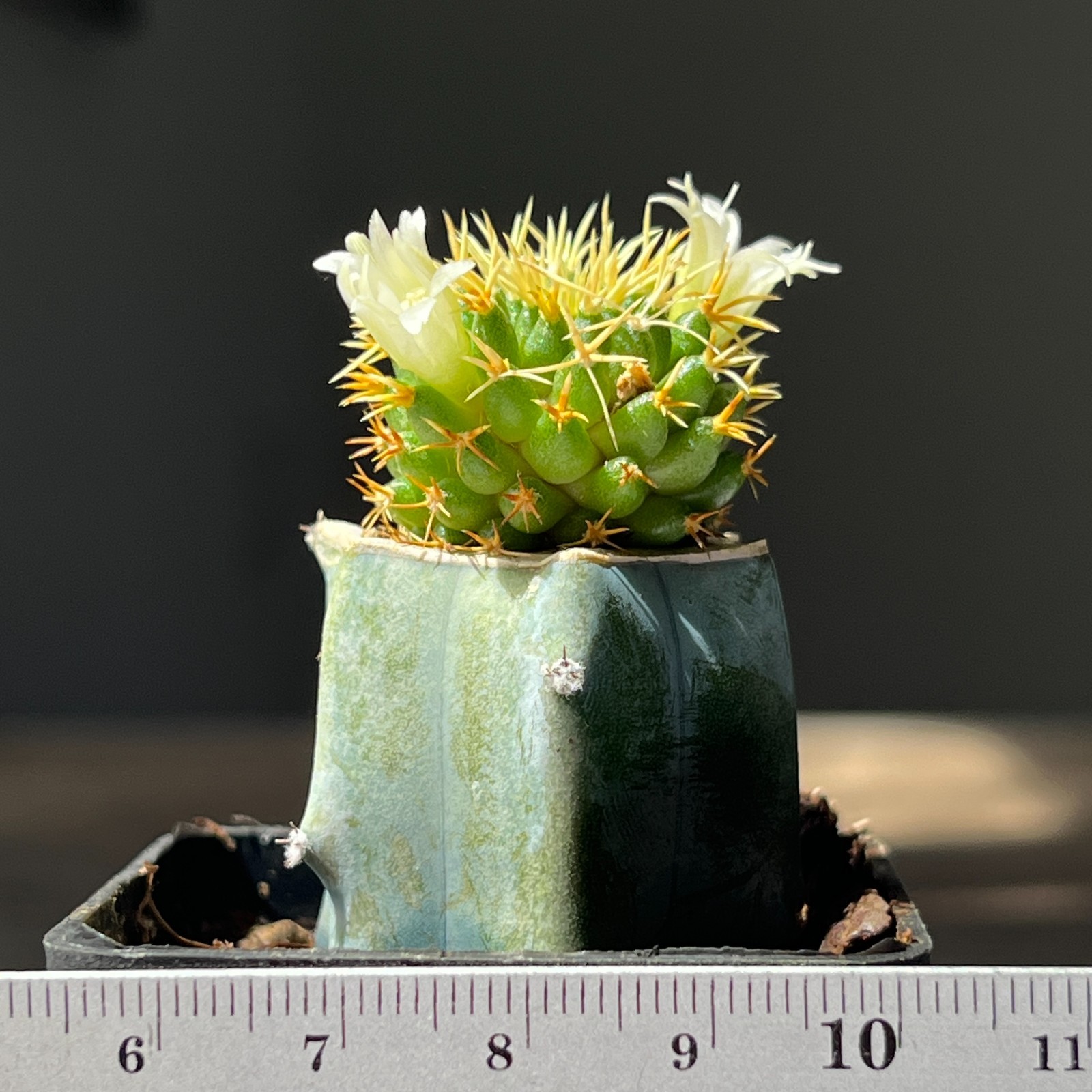 A51-243 Mammillaria camptotricha cv. ‘BRU’, grafted
