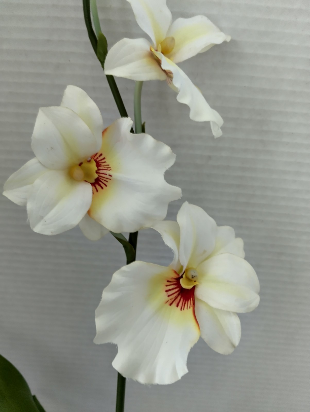 ARTIFICIAL miltoniopsis orchid plant