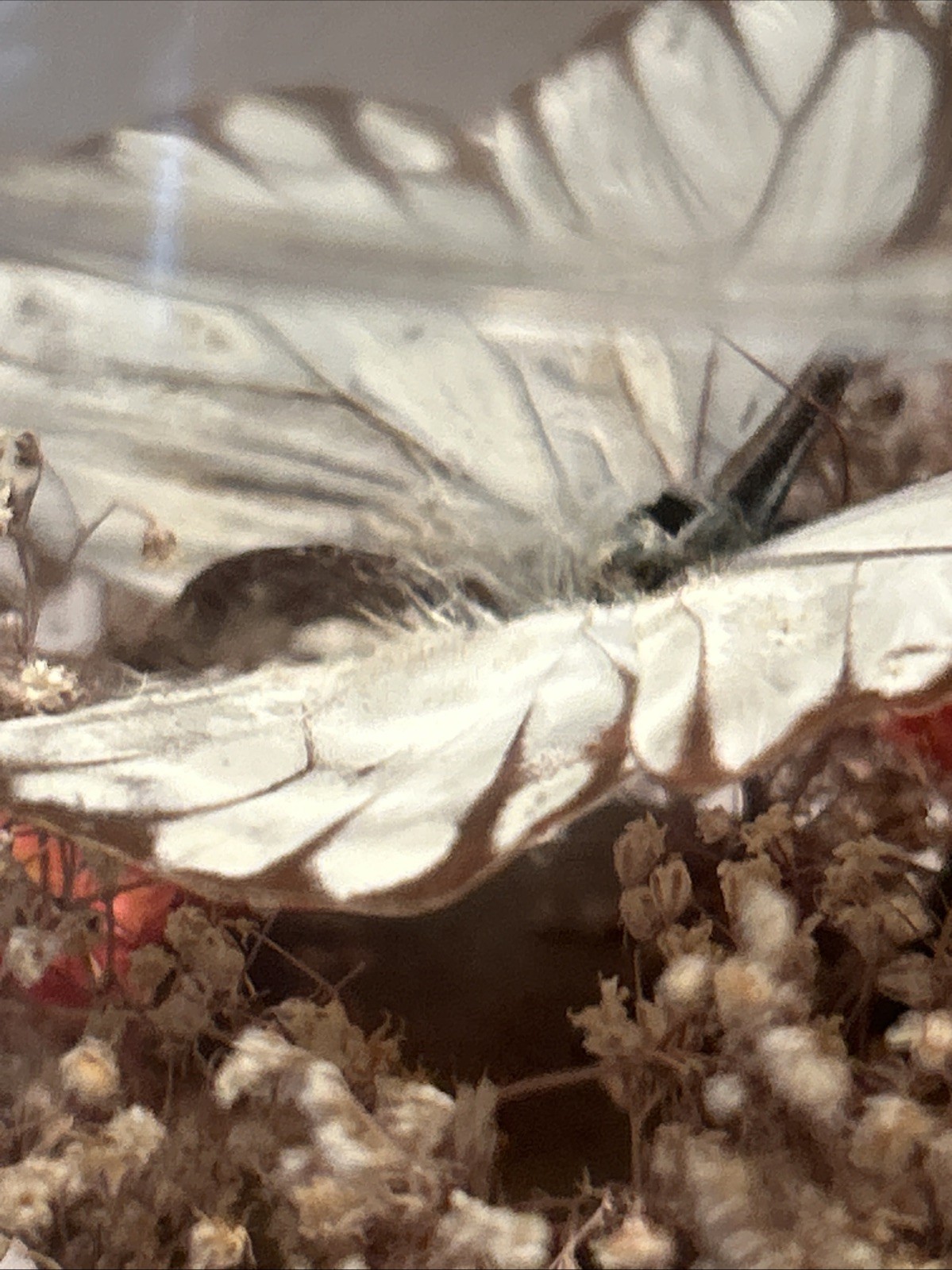 Vintage Real Butterfly Terrarium Boho MCM Cottagecore 8 3/4” H Floral Excellent