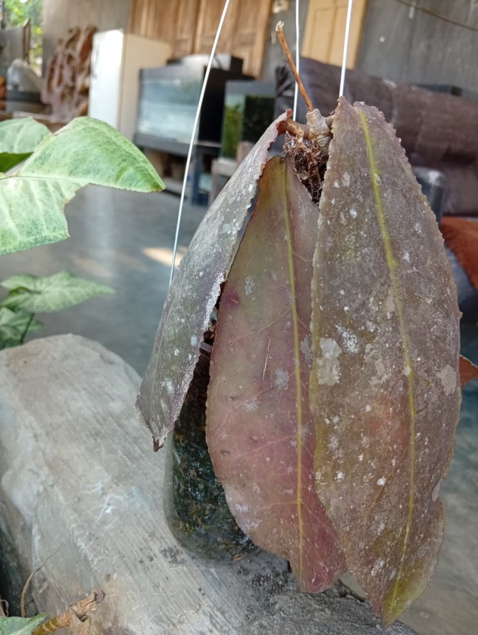 Real Picture Hoya Undulata Red Splash