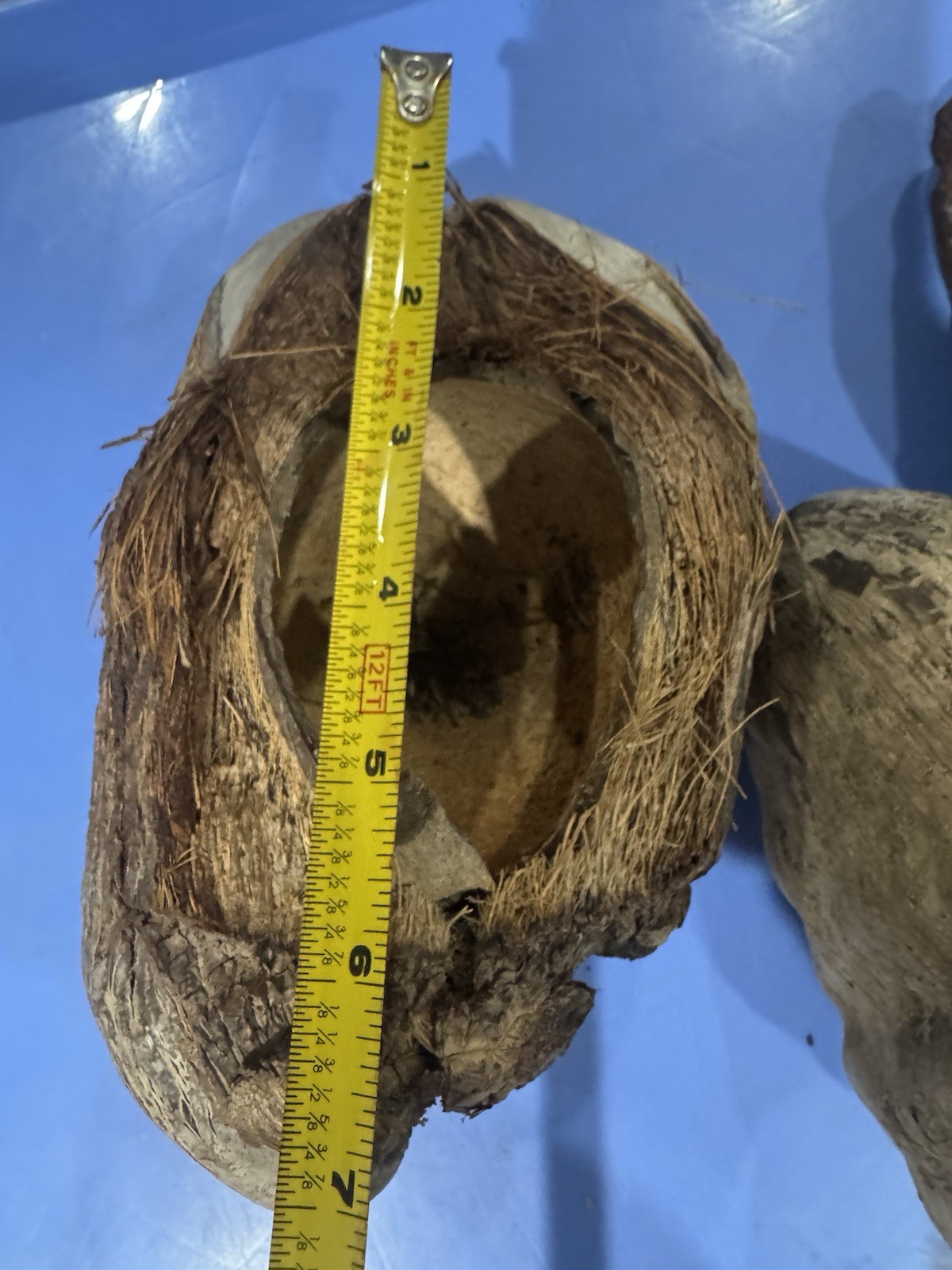 Lot Of 3 Large Coconut Jamaica Beach Whole Husk & Shell 7-9” organic texture