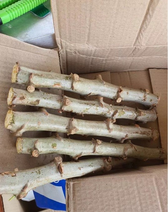 5 Pcs Yellow CASSAVA Manihot esculenta Fresh Cutting
