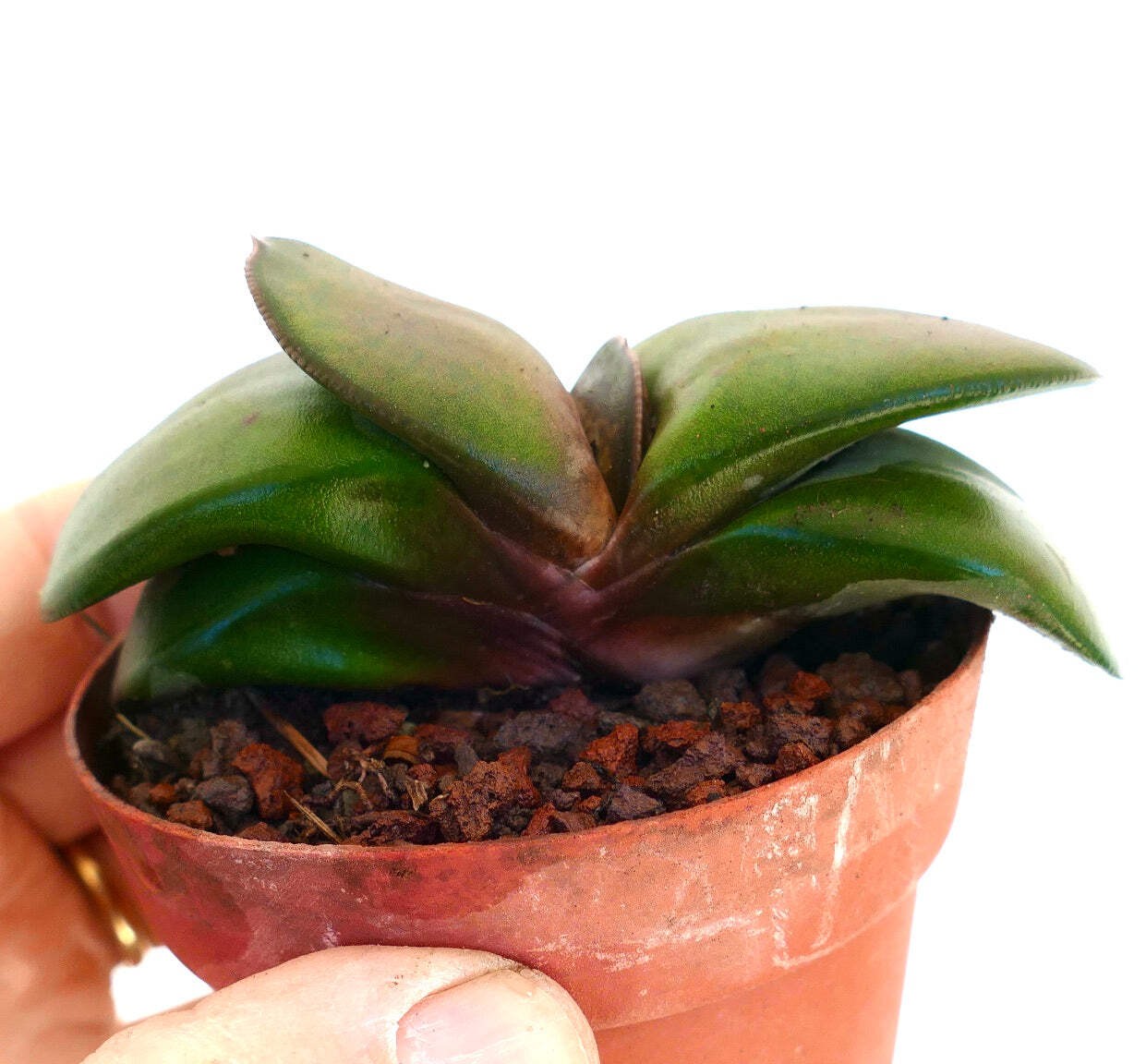 Gasteria pillansii cv 滑らか肌 SELECTED – Namaqua gasteria | Lawyer’s tongue