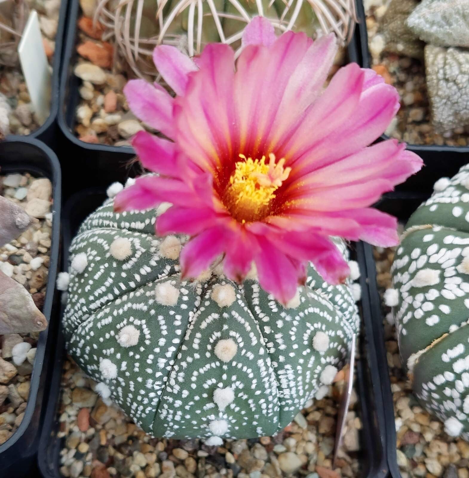 Astrophytum asterias ‘Super Kabuto Akabana’ 10seeds harvest 2025