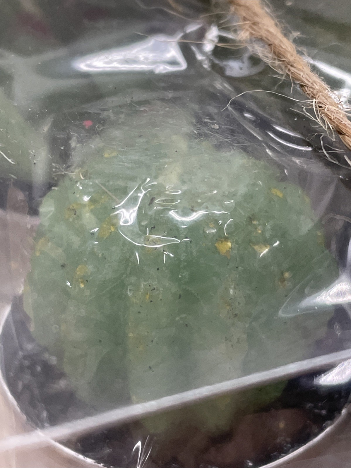 Succulent Shaped Candles Gift Boxed With Ribbon Plants Set of 6 Tealight Green