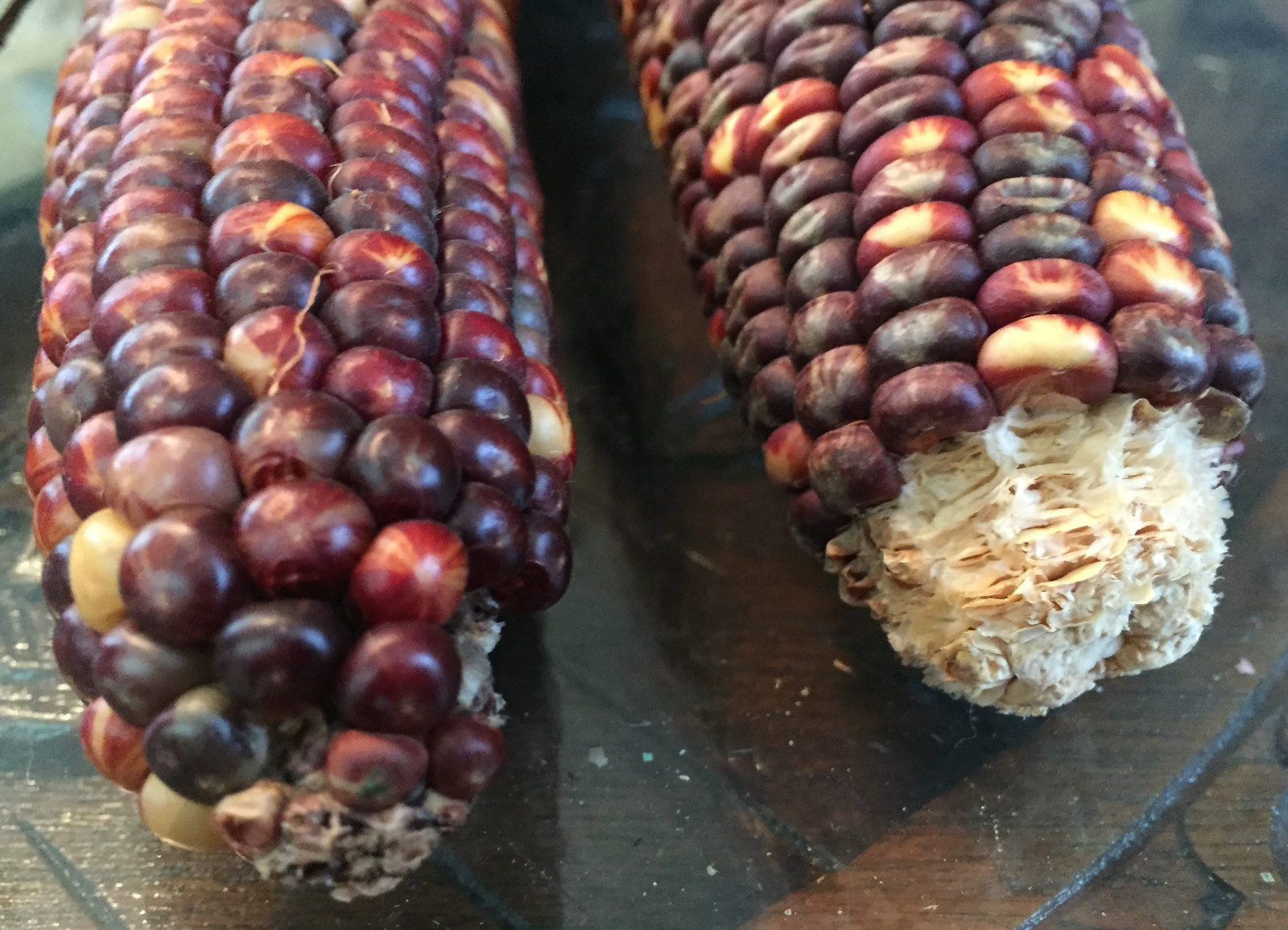 native american Indian Corn various lengths Thanksgiving Fall Decor
