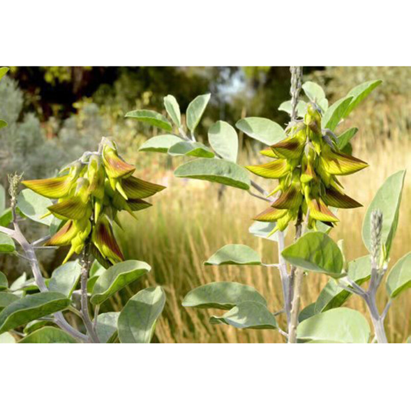 Regal Birdflower, 10 seeds Heirloom & OP seeds, non-GMO seeds