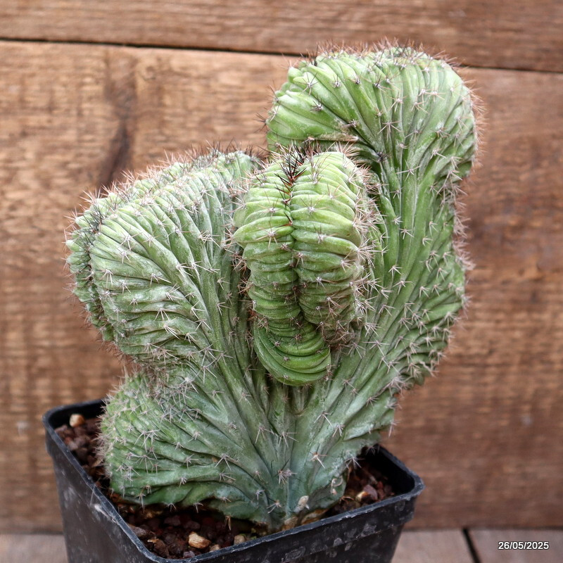 D4372 POLASKIA CHICHIPE CRESTED pot10-H17-W16 cm MaMa Cactus