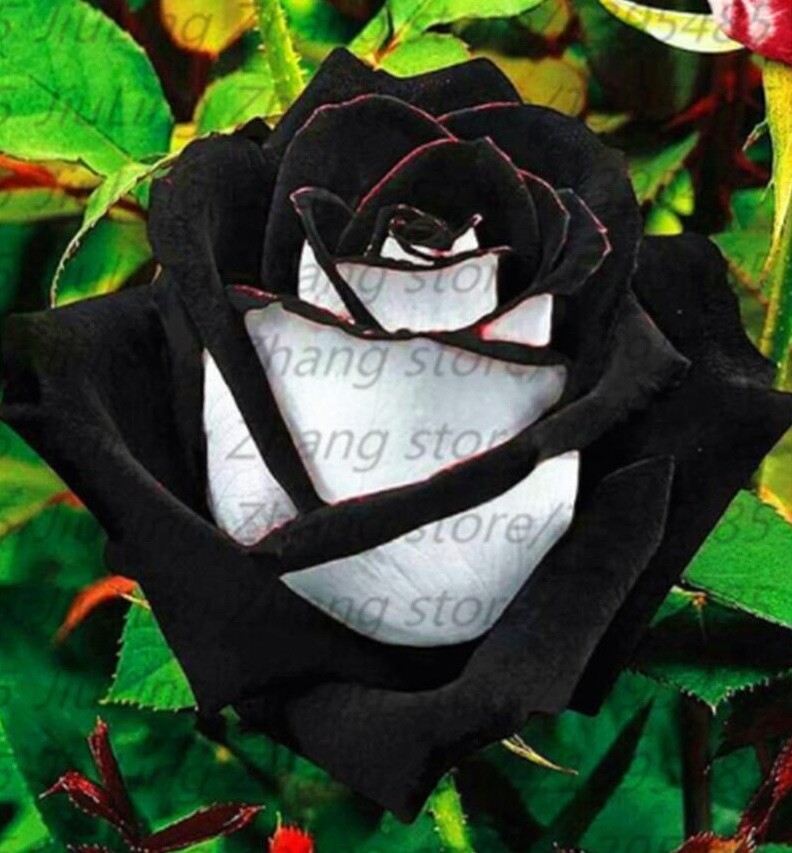 (10) RARE BLACK ROSE SEEDS perennial flower garden bush tea USA SELLER W/TRACK