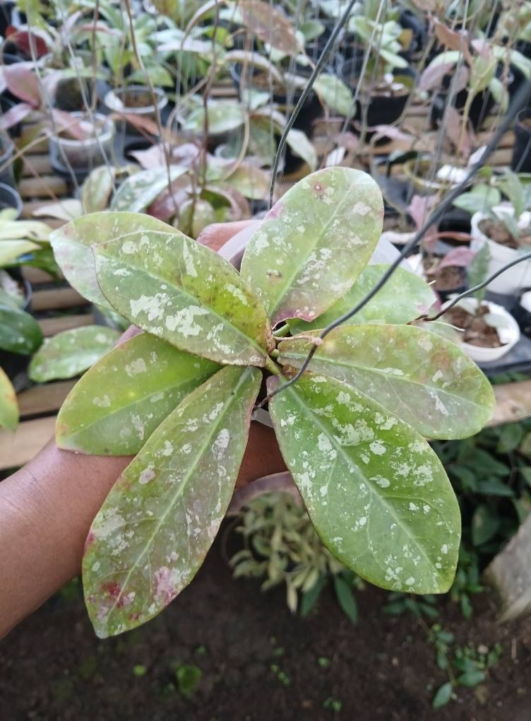 Real Picture Hoya Buntokensis Splash Rare Plant