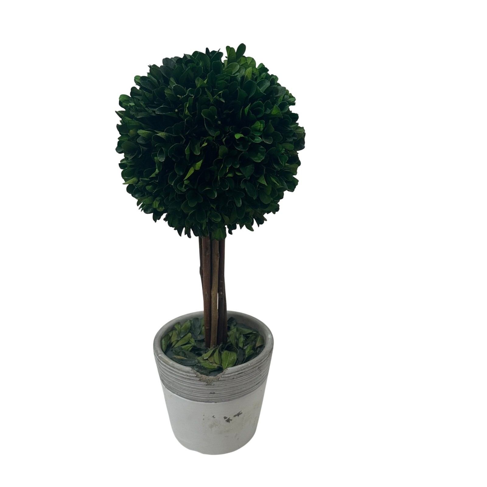 Preserved Boxwood Topiary Tree Round Ball in Distressed Grey Pot 15 Inch Green
