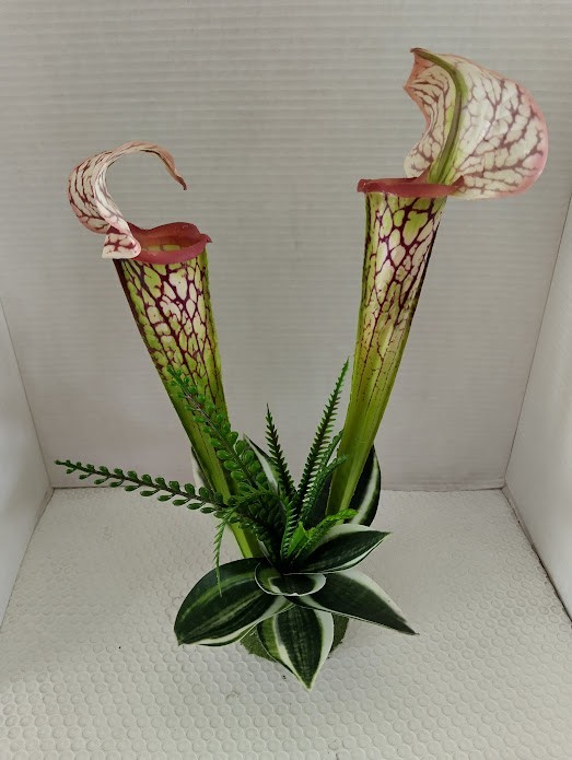 Pitcher plant table Decoration