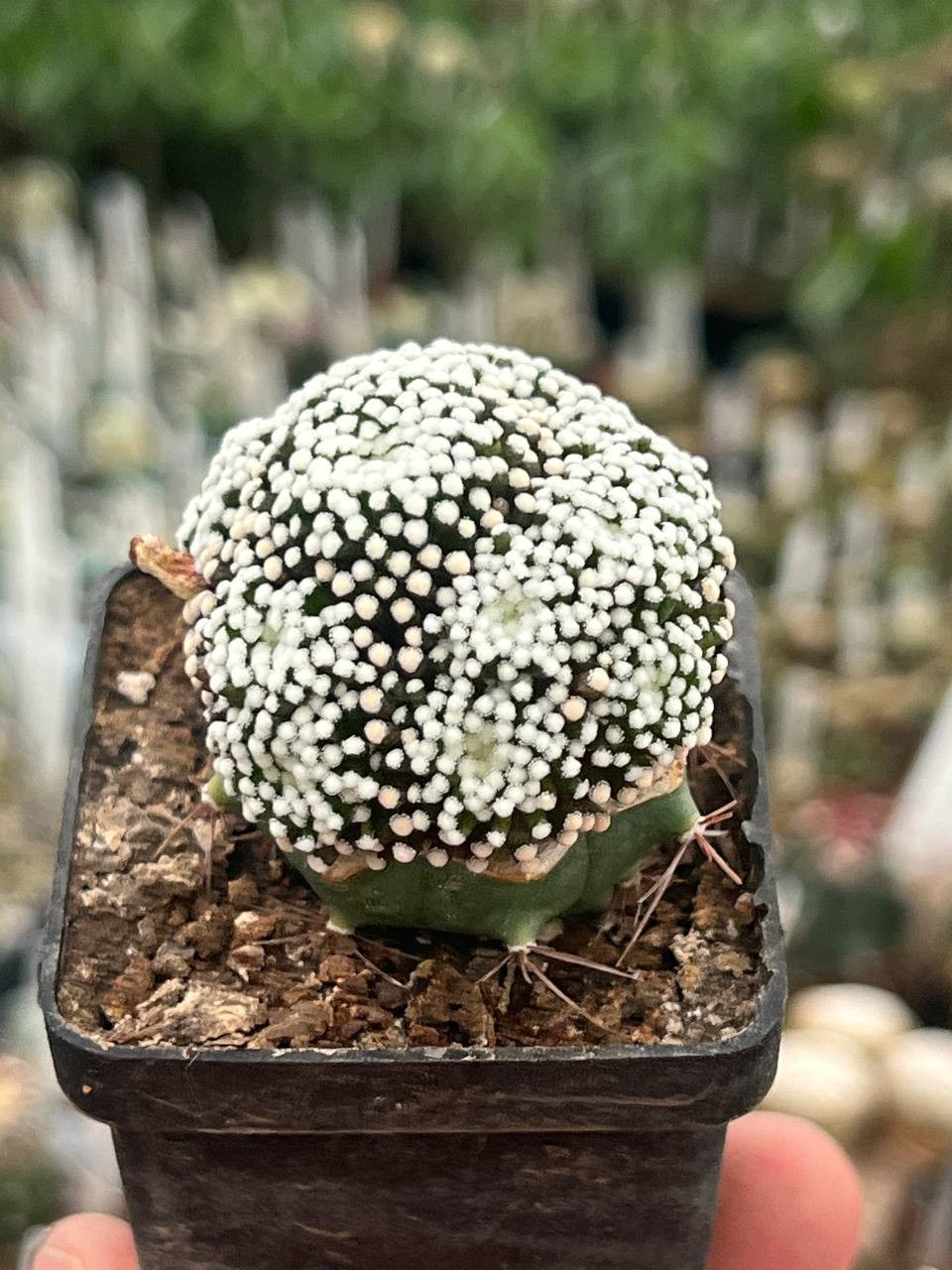 A42-2093 Mammillaria luethui, VM 1157, Las Norias, grafted, pot 5 cm