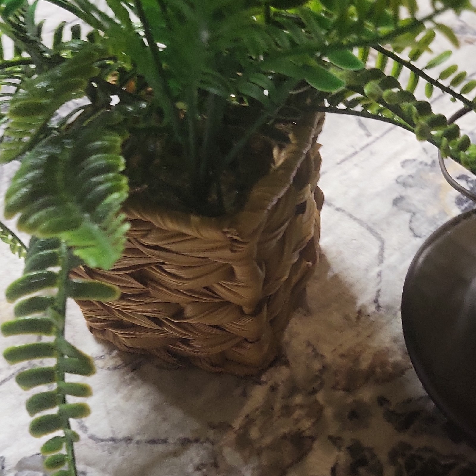Classroom Zoo/Safari Decor. Lights 6ft approx., greenery & plant