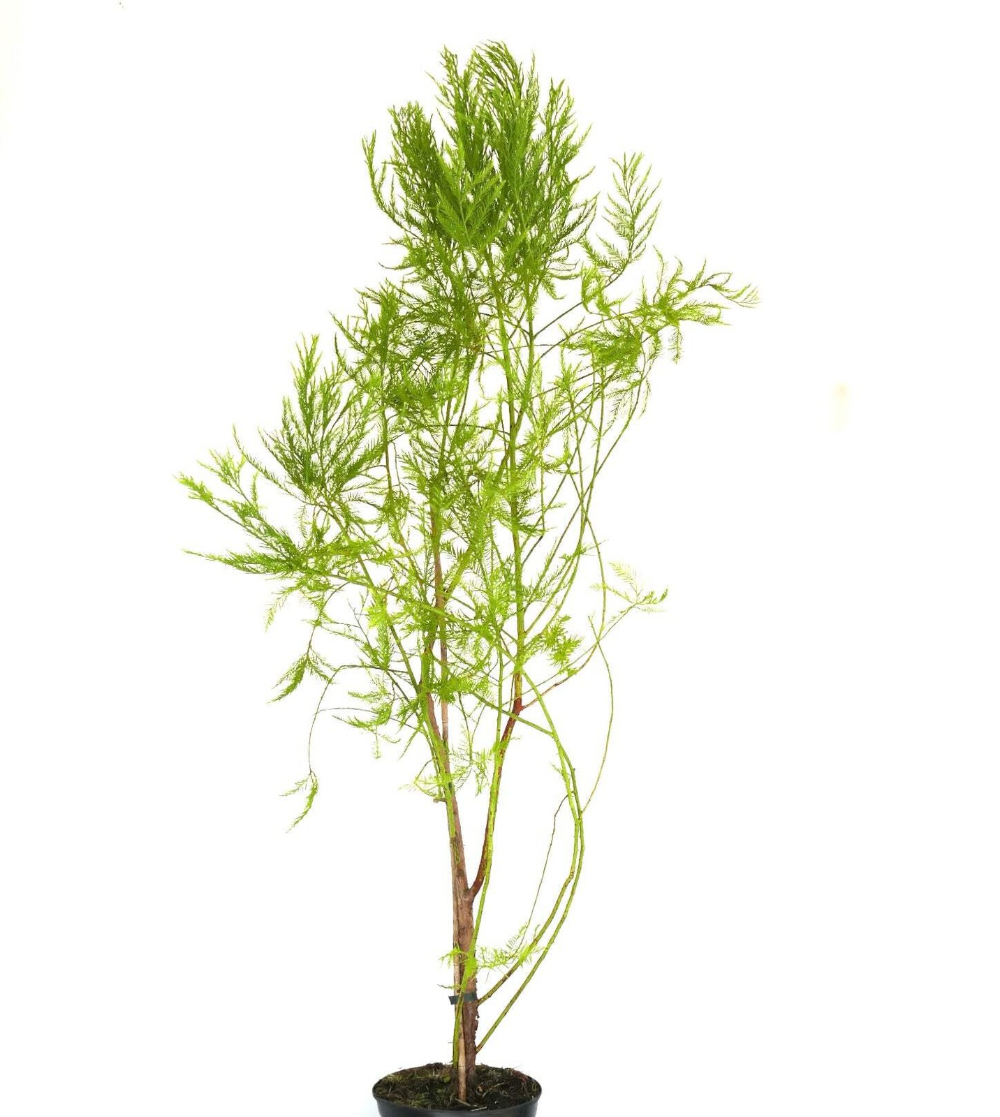 Glyptostrobus pensilis – Chinese swamp cypress