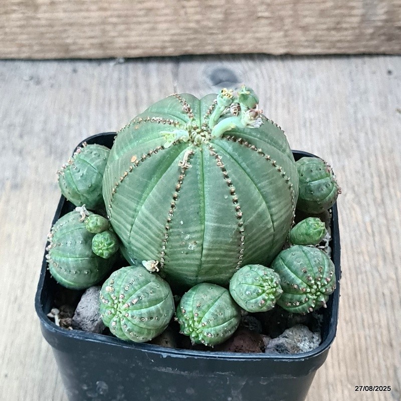 D6198 EUPHORBIA OBESA PROLIFERA pot8-H7-W9 cm MaMa Cactus