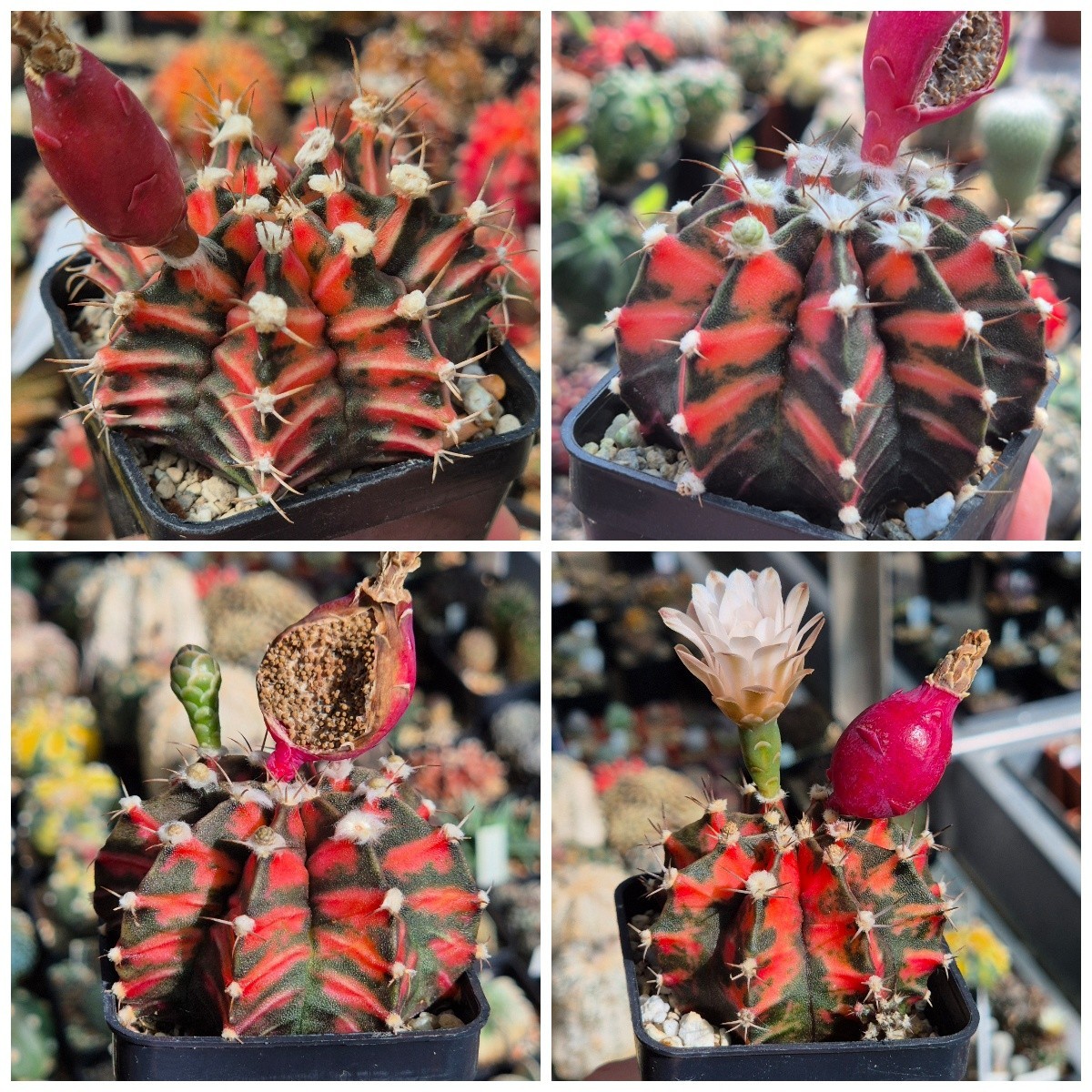 Gymnocalycium mihanovichii ‘Black & Red’ 20seeds harvest 2025