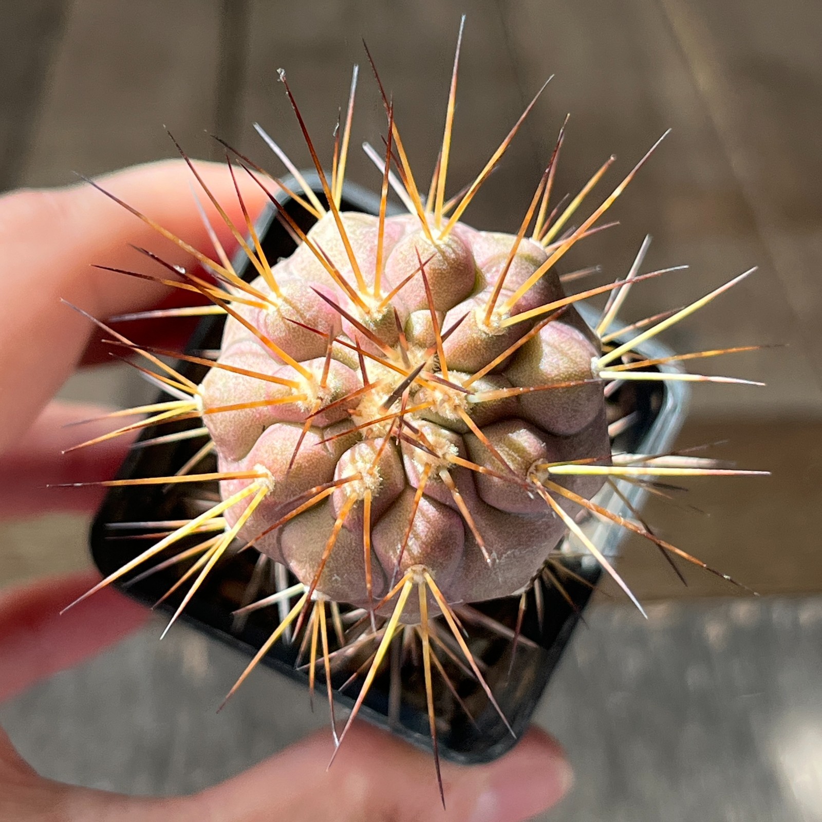 A10-588 Copiapoa cinerea v. tenebrosa JN1688, Q. San Ramon, grafted